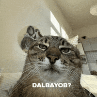 Uzbek Wow GIF