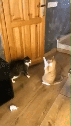 Fight Fail GIF by JustViral.Net