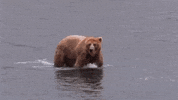 alaska GIF