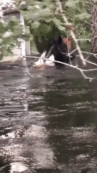 Two 'Scared and Confused' Horses Found Neck-Deep in Flood Waters