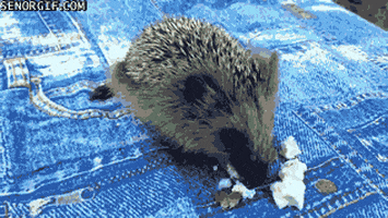 cheese hedgehog GIF