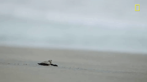 nat geo bird GIF by National Geographic Channel