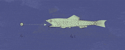 alexandre balthazar laurent grimod de la reyniere fish GIF by Primer