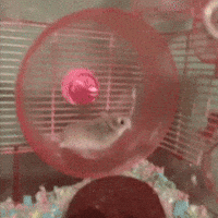Slow Down Hamster Wheel GIF