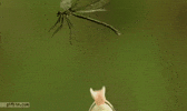 frog GIF