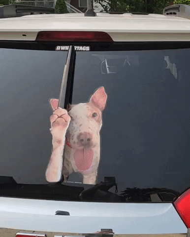 Dogwiper GIF by WiperTags Wiper Covers