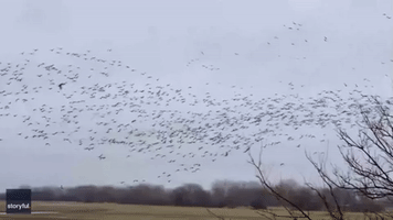 Birdcalls Fill the Air as Migrating Sandhill Cranes Roost in Nebraska