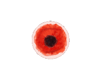 Lest We Forget Flowers Sticker