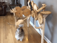dog machine GIF by ViralHog