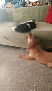 cat biting GIF