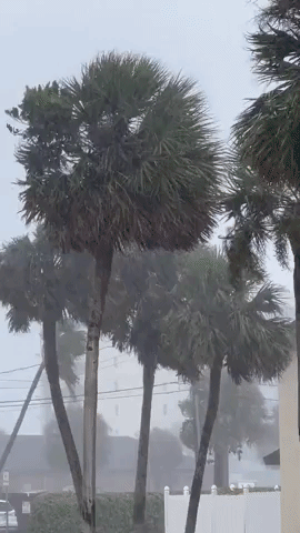 Strong Wind From Hurricane Ian Bows Trees in East Florida