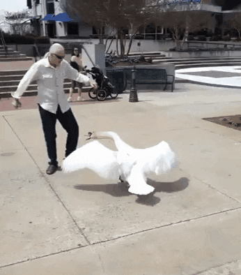 likedhu giphyupload GIF