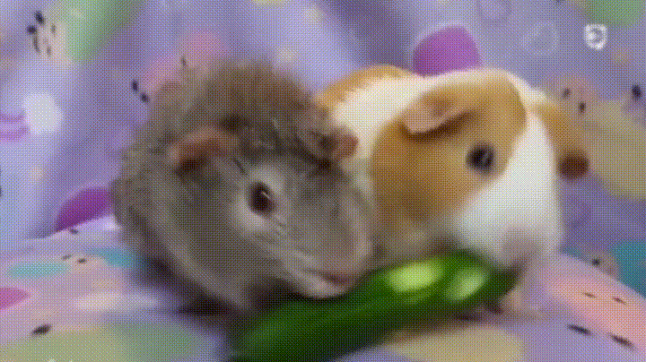 share pig GIF