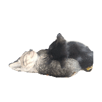cute kitten STICKER by imoji