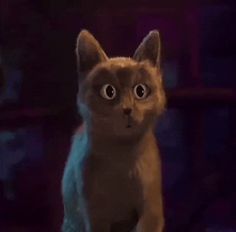 Cat Wow GIF