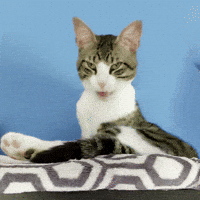 Necronder gatos finn dormir sueno GIF