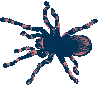 Spider Crawling Sticker