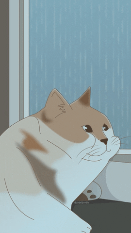 Calico Cat Gifs Find Share On Giphy Calico Cat Gifs Find Share On Giphy