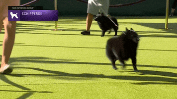 Dogs Schipperke GIF by Westminster Kennel Club