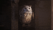 Harry Potter Magic GIF by WBGames