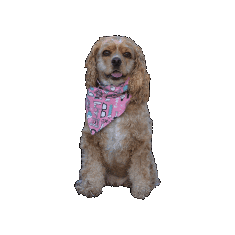 Math Dog Sticker by Geekster Pets