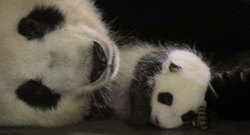 baby morning sleeping imgur pandawww GIF