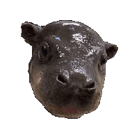 Pygmy Hippo Baby Sticker by John Ball Zoo