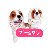 Cavalierkingcharlesspaniel Sticker