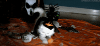 Cat Halloween GIF