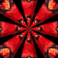 Angry Birds What The Fuck GIF by Feliks Tomasz Konczakowski