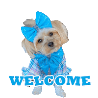 Morkie Sticker by Pimp Yo Pets