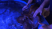Giant Pacific Octopus GIF by OctoNation® The Largest Octopus Fan Club!