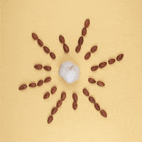 santenuts  GIF