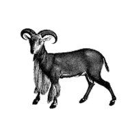 Black And White Illustration Sticker by The Wild Curiosity