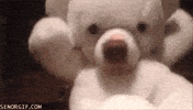 dogs bears GIF
