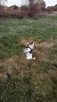 Terrier Turns Into Meerkat