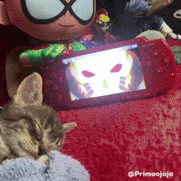 Cat Kitty GIF