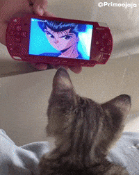 Cat Kitten GIF