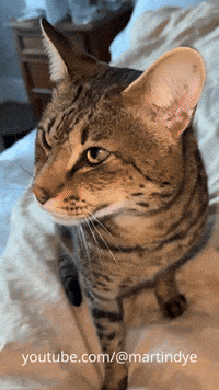 martinjdye cat relatable funny cat allergies GIF