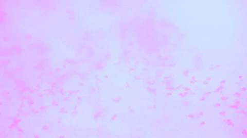 Pink Smoke GIF by Thalia de Jong