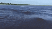 GIF by Giffffr