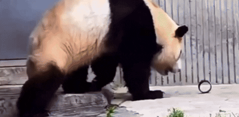 Insight_video giphyupload GIF