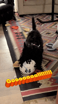 Scottish Terrier Football GIF