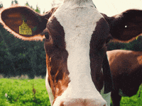 hochschwarzwaldtourismus reaction fun no animals GIF