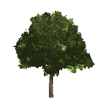 Steiermark Baum Sticker by Die Grazer Grünen