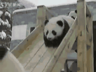 loop panda GIF