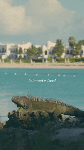 Beach Caribbean GIF by Casol