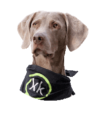 Dog Hund Sticker by Klickkomplizen