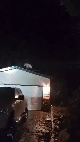 Bear Spotted Atop Northern California Home After Tree Falls on Roof