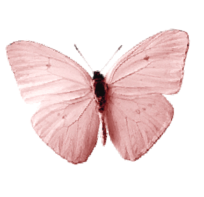 Butterfly Sticker by Frasier Sterling Jewelry